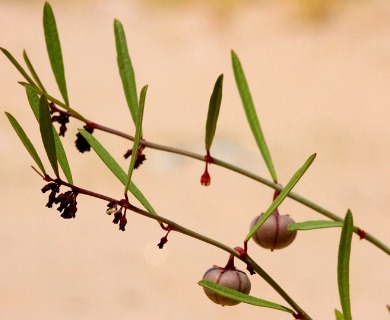 Phyllanthus warnockii