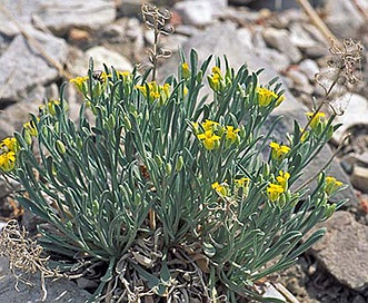 Physaria calcicola