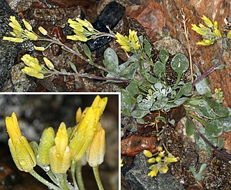 Physaria occidentalis