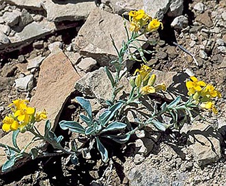 Physaria parviflora