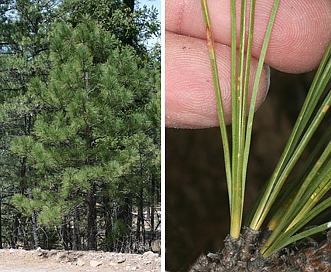 Pinus arizonica
