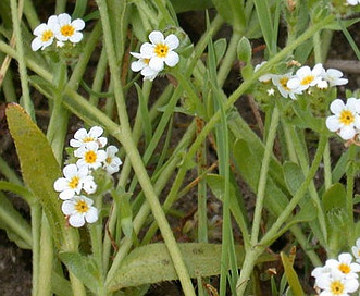 Plagiobothrys chorisianus