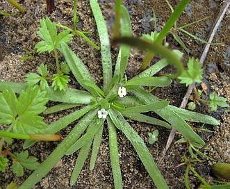 Plagiobothrys reticulatus