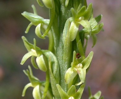 Platanthera elongata