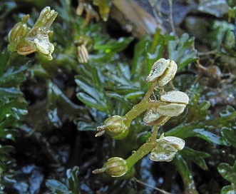 Podostemum ceratophyllum