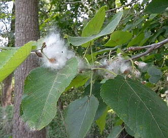 Populus heterophylla