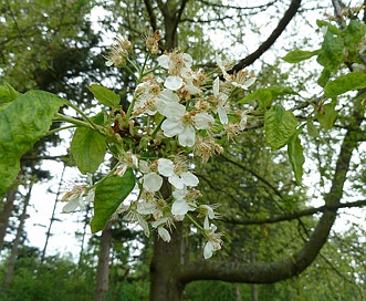 Prunus X pugetensis