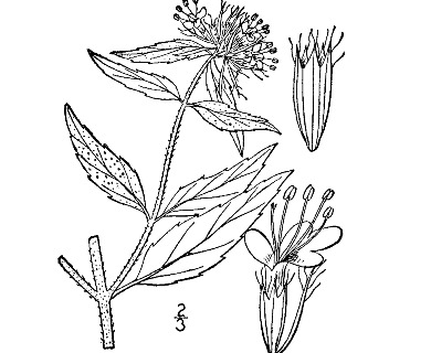 Pycnanthemum clinopodioides