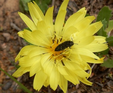 Pyrrhopappus grandiflorus