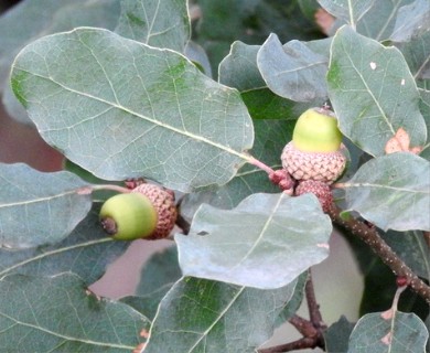 Quercus laceyi