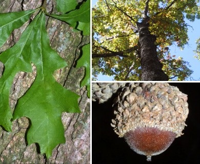 Quercus lyrata