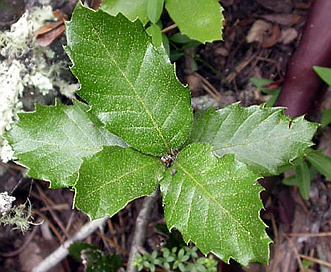 Quercus tomentella