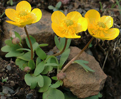 Ranunculus glaberrimus