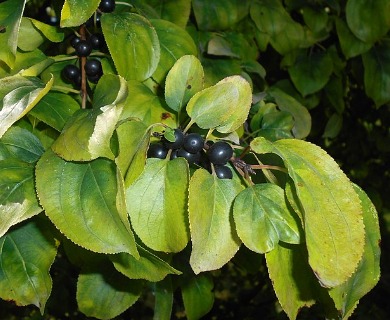 Rhamnus davurica