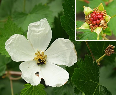 Rubus bartonianus