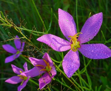 Sabatia grandiflora
