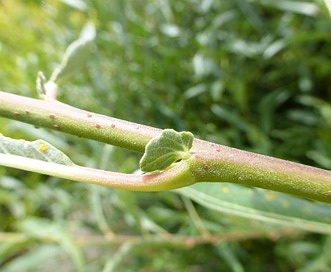 Salix jepsonii