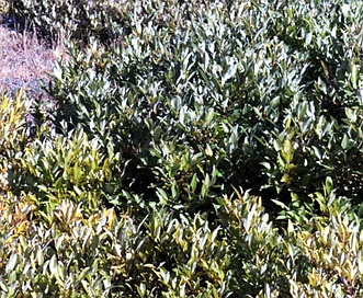 Salix pseudomonticola