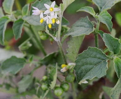 Solanum emulans