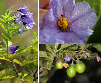 Solanum wallacei