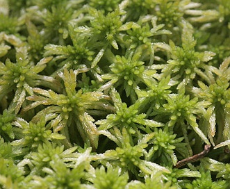 Sphagnum girgensohnii | common green peat-moss