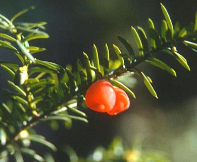 Taxus canadensis
