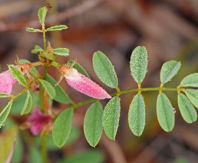 Tephrosia florida