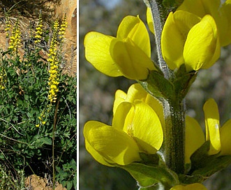 Thermopsis macrophylla