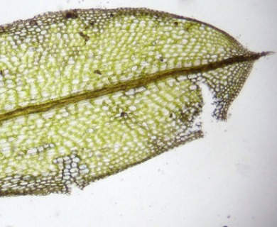 Tortula mucronifolia