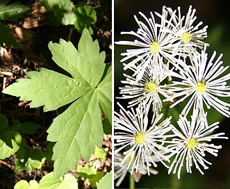 Trautvetteria caroliniensis