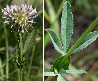 Trifolium douglasii