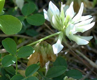 Trifolium latifolium