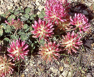 Trifolium owyheense