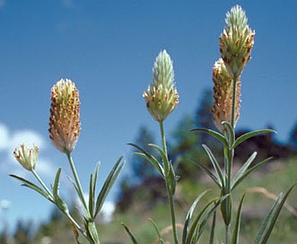 Trifolium plumosum