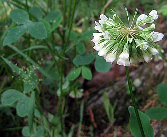 Trifolium reflexum