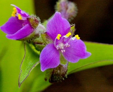 Tripogandra purpurascens