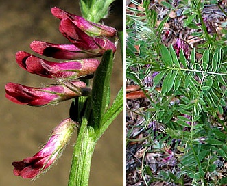 Vicia benghalensis
