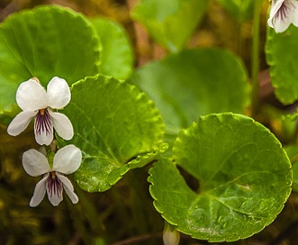 Viola renifolia