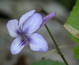 Viola rostrata