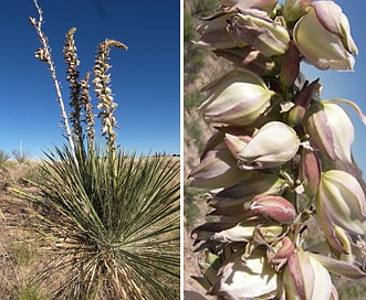 Yucca angustissima