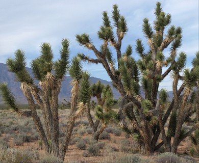 Yucca jaegeriana