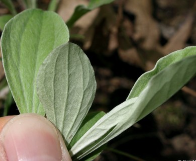 Antennaria plantaginifolia