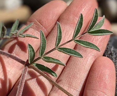Astragalus aboriginorum
