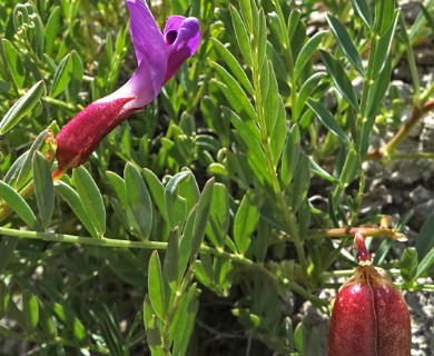 Astragalus eastwoodiae