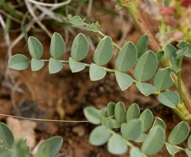 Astragalus lentiginosus