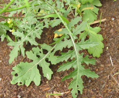 Brassica juncea