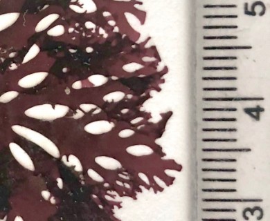 Callophyllis flabellulata
