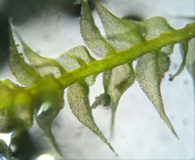 Campylophyllopsis hispidula