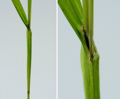 Carex cristatella