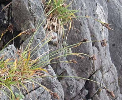 Carex gmelinii